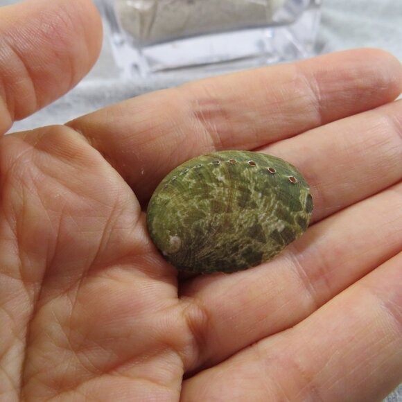 REAL Sea Shells in a Glass Square Vase and sand #10 Larger - Picture 7 of 13